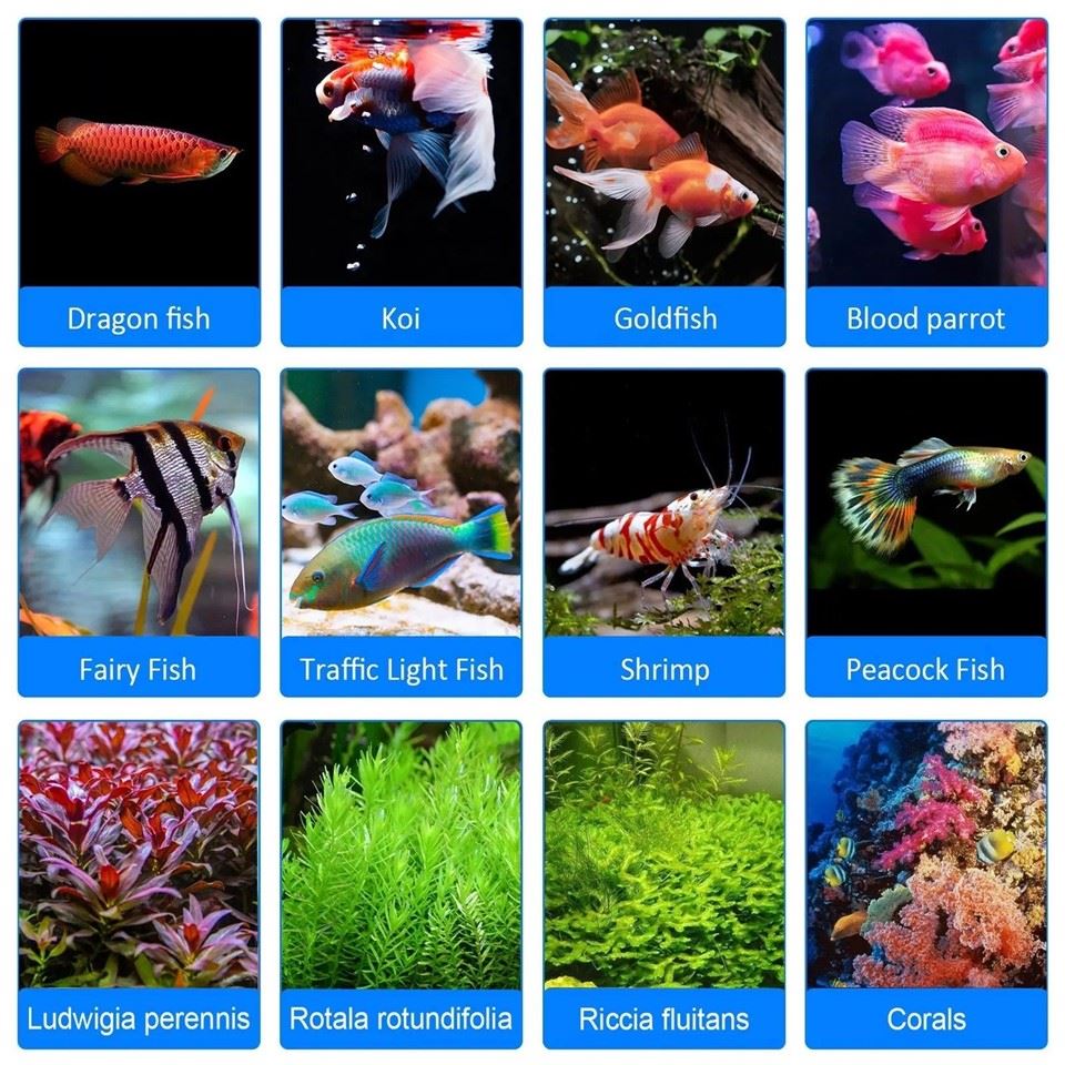 fish tank light bulb 06(001)
